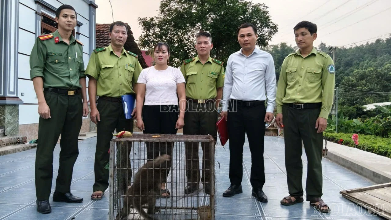 baolaocai-c-592365787048652796.jpg