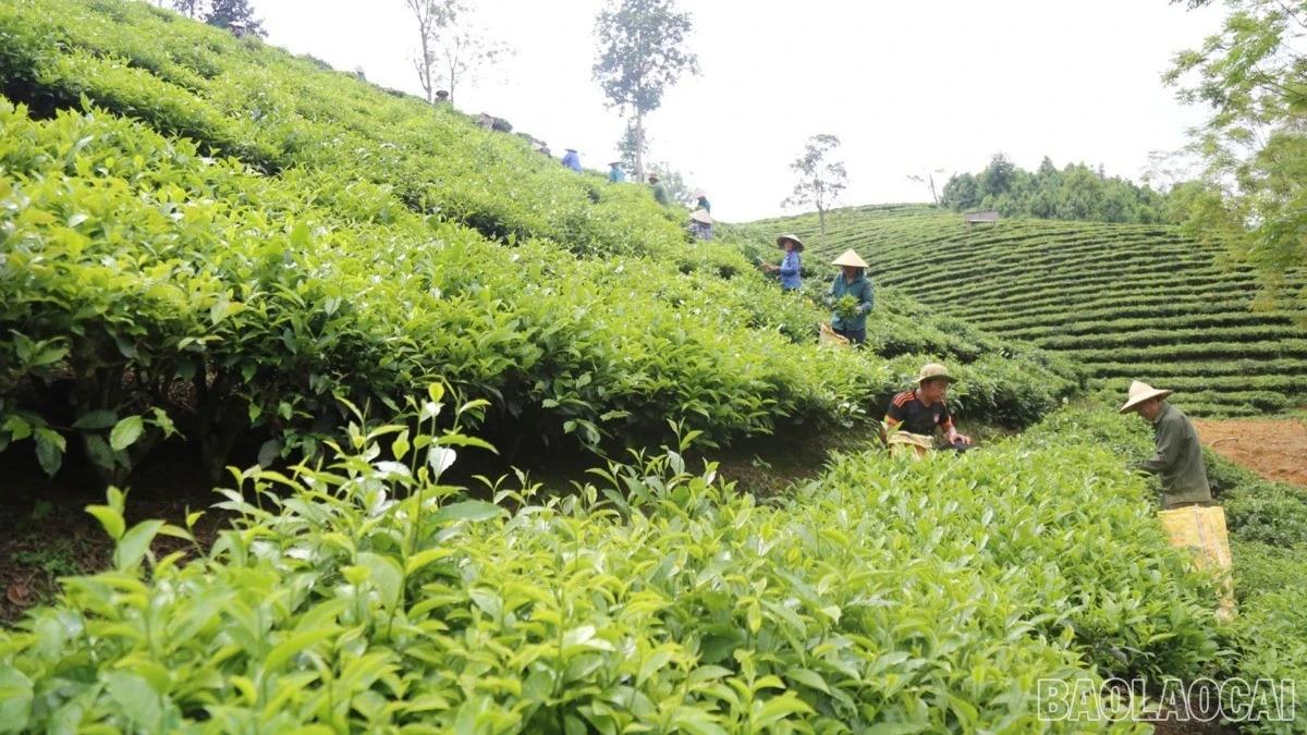 baolaocai-br-nd111.jpg