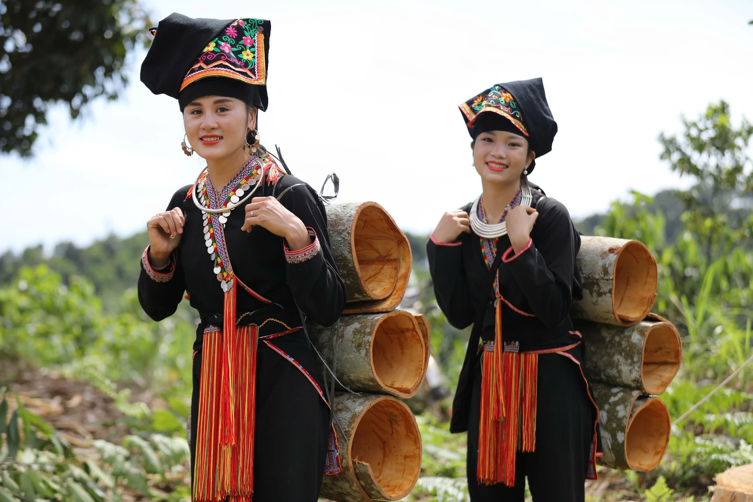 Lào Cai là một trong những tỉnh có diện tích trồng quế lớn của cả nước.