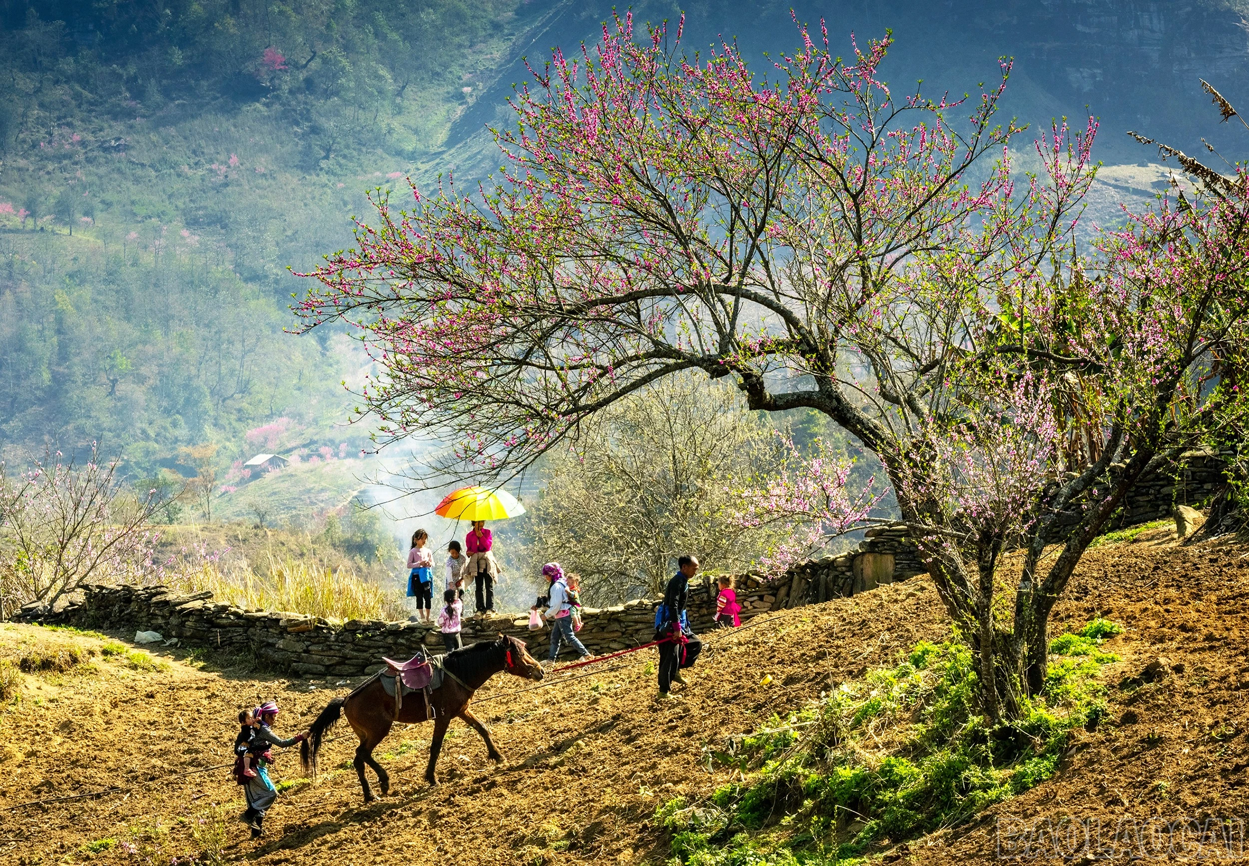 baolaocai-br_ban-tinh-ca-mua-xuan.jpg