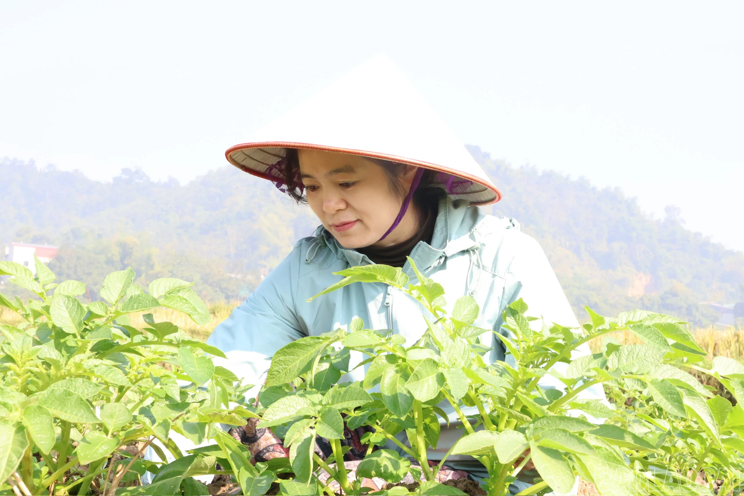 baolaocai-br_tranh-thu-trong-vu-3.jpg