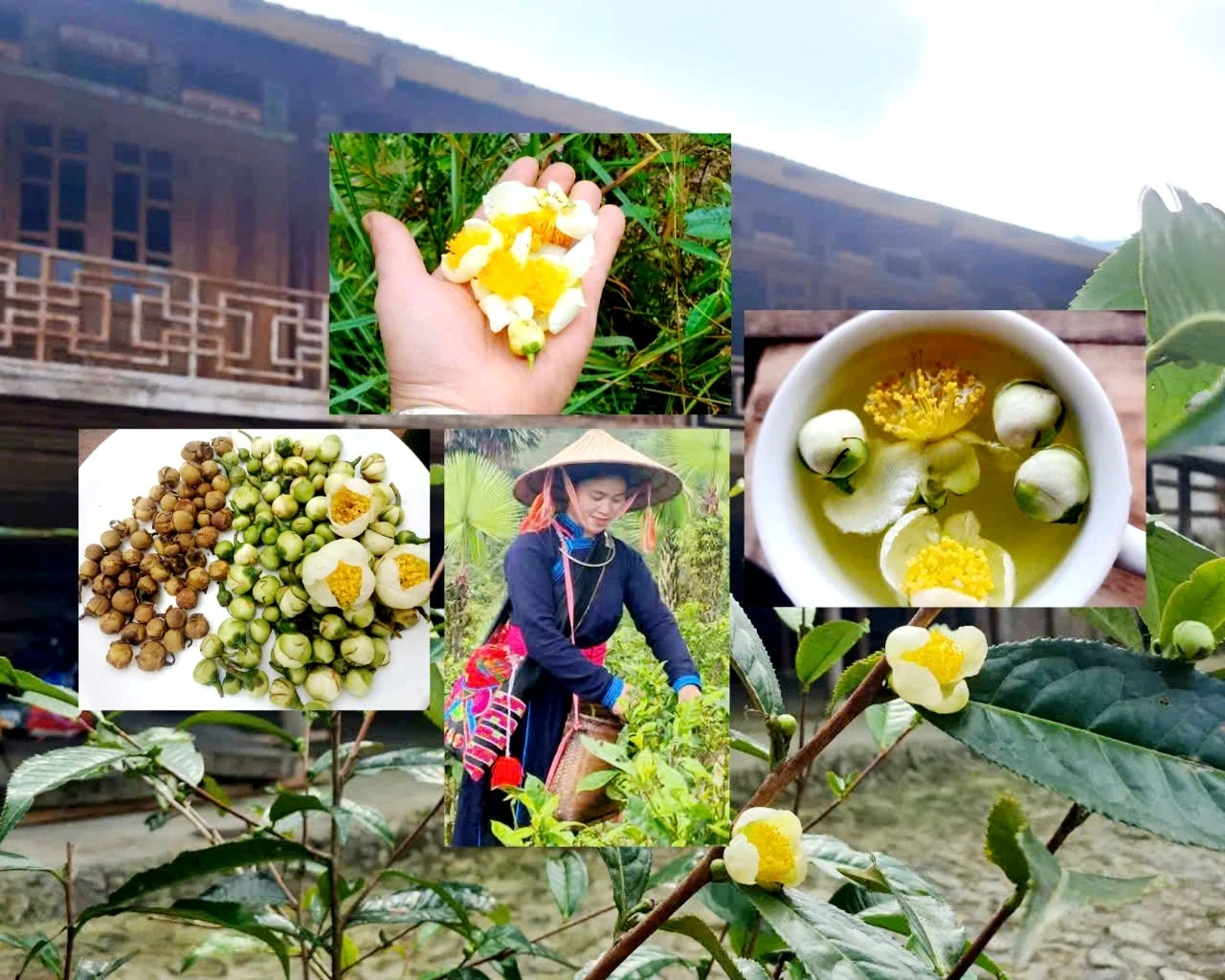 len-ban-lien-vao-mua-hoa-che-shan-tuyet-no-moi-nguoi-se-duoc-thuong-thuc-tra-hoa.jpg