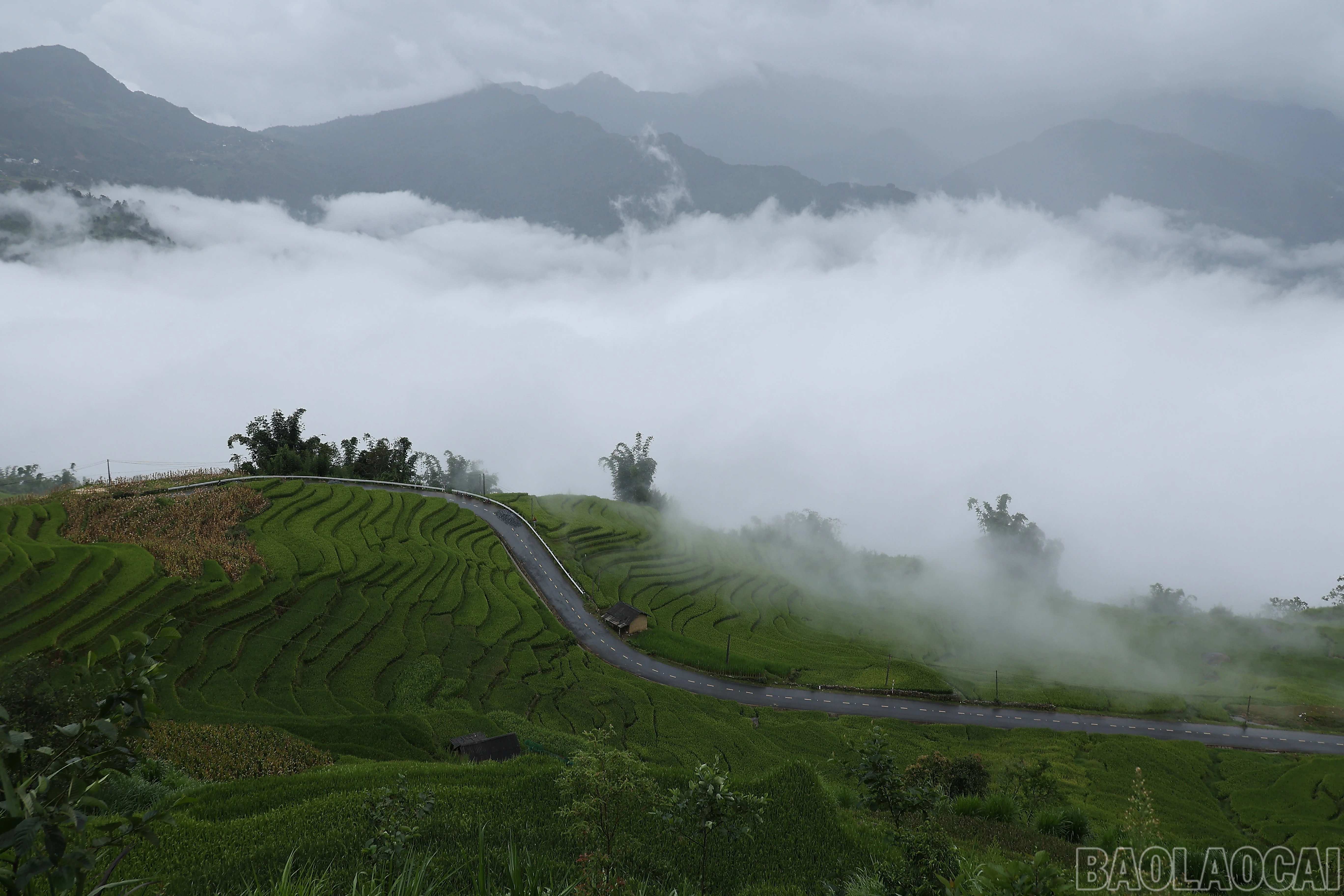 baolaocai-br_1f7a8115.jpg