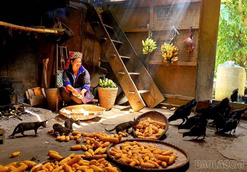 baolaocai-br_mien-2.jpg