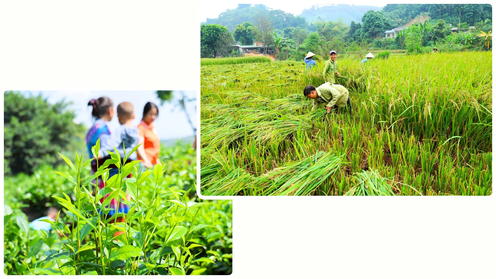 Vùng lũ nay đã ngập sắc tươi xanh trở lại.