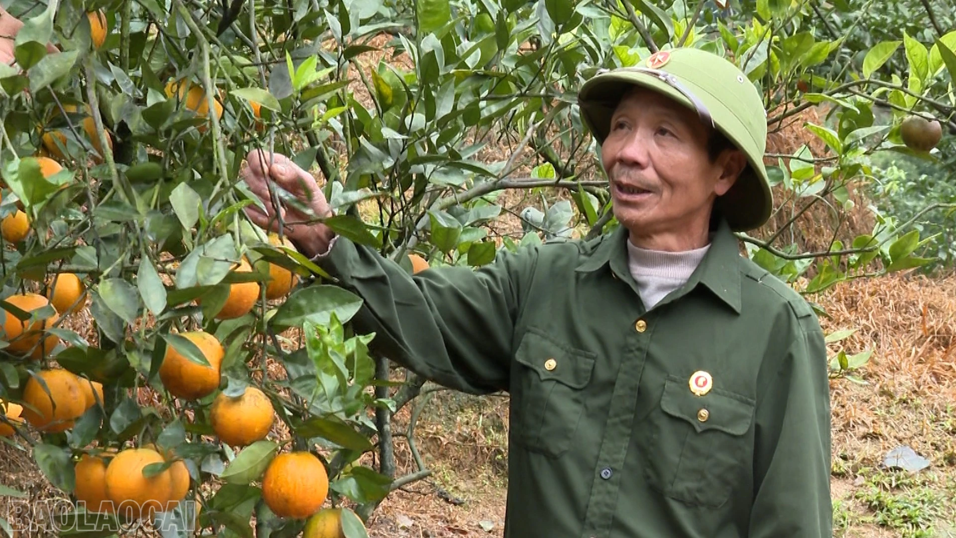 baolaocai-bl_anh-15.jpg