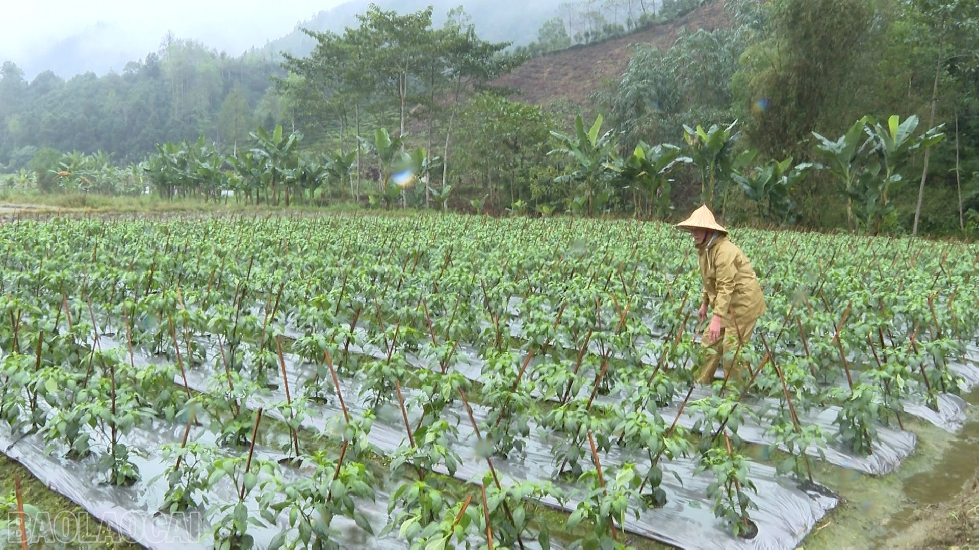 baolaocai-bl_anh-10.jpg