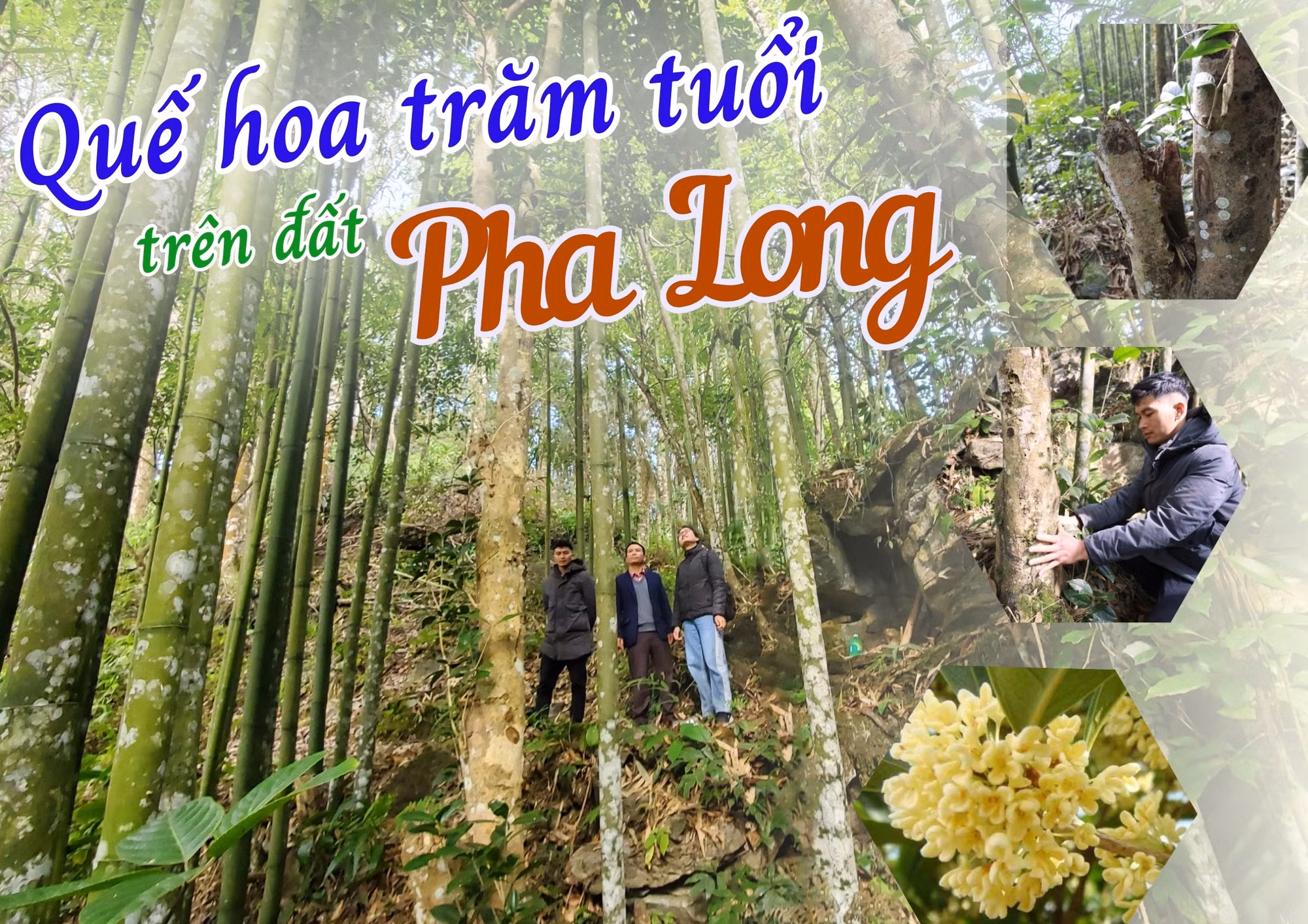Quế hoa trăm tuổi trên đất Pha Long