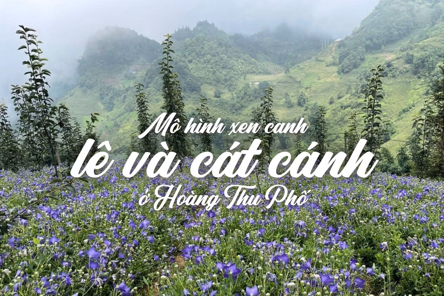 Mô hình xen canh lê và cát cánh ở Hoàng Thu Phố