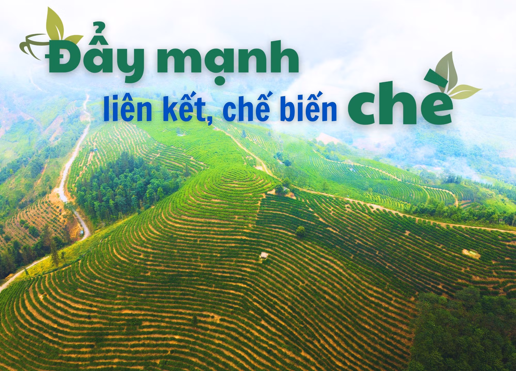 Đẩy mạnh liên kết, chế biến chè