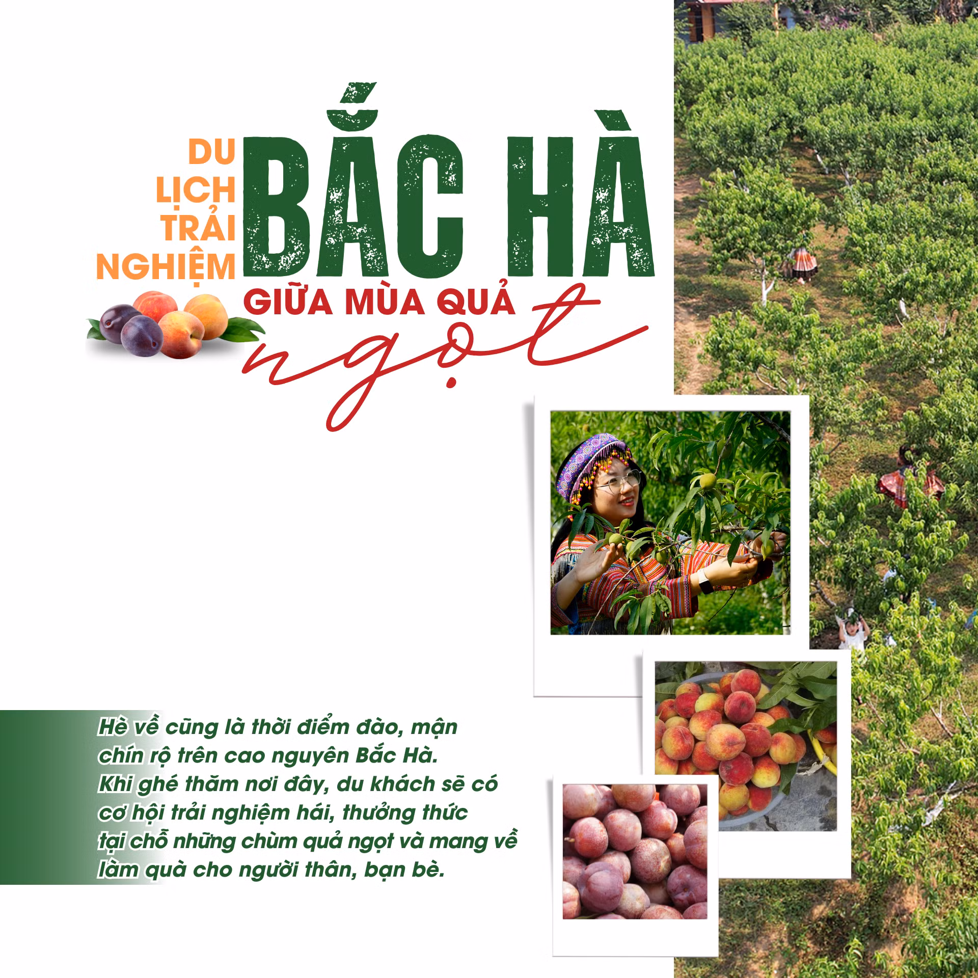 Du lịch trải nghiệm Bắc Hà giữa mùa quả ngọt.png