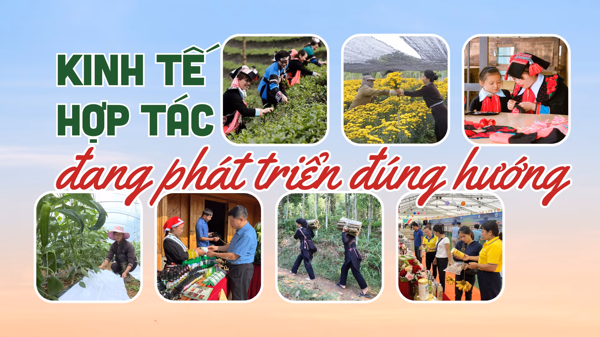 Kinh tế hợp tác đang phát triển đúng hướng