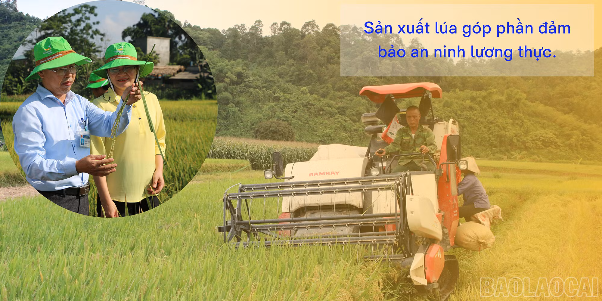 baolaocai_NN8.jpg
