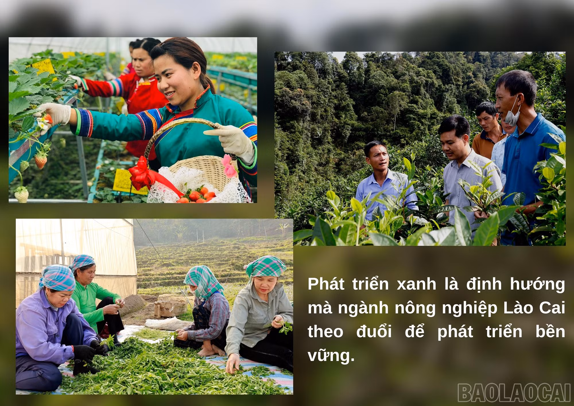 baolaocai_NN5.jpg