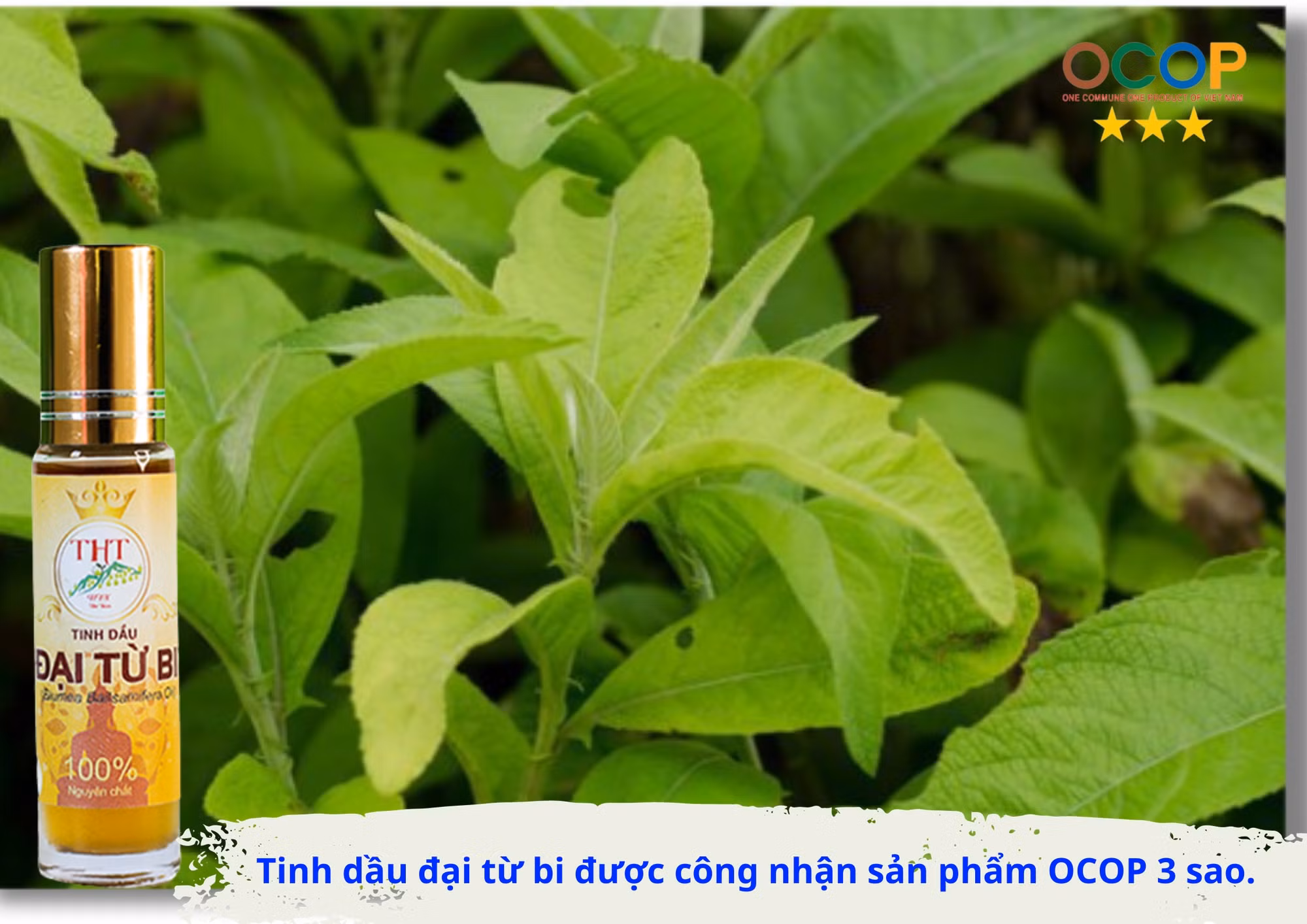 OCOP dai tu bi (3).jpg