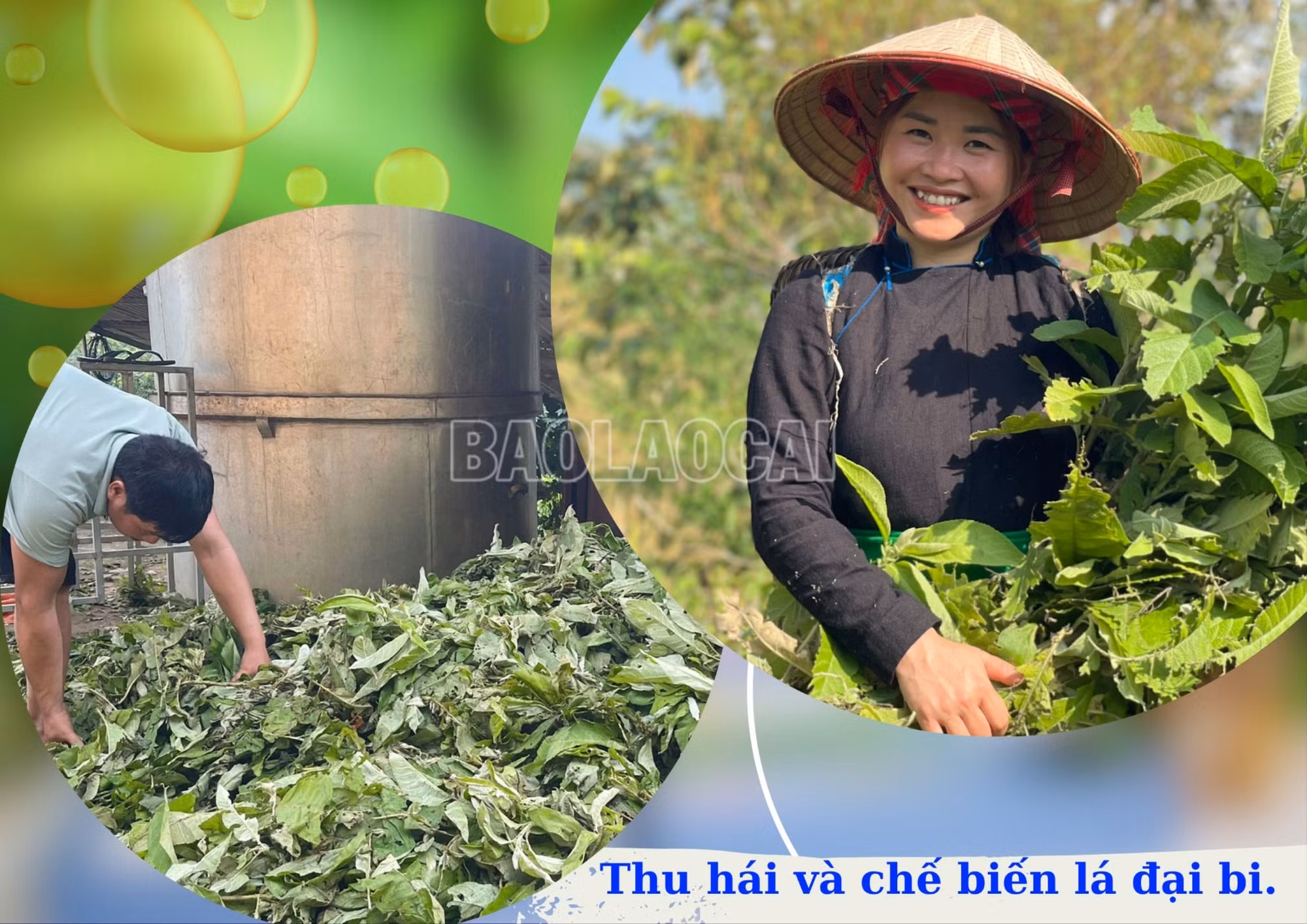 OCOP dai tu bi (2).jpg