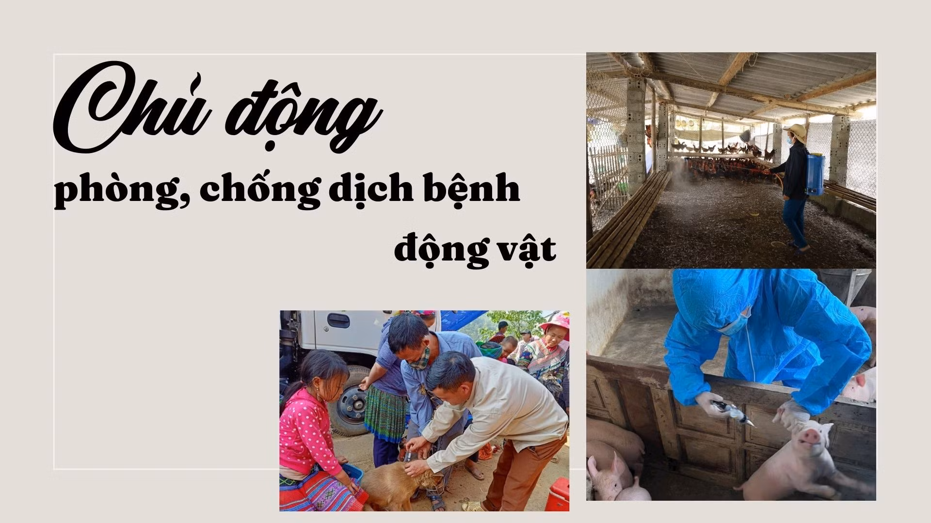 Chủ động phòng, chống dịch bệnh động vật
