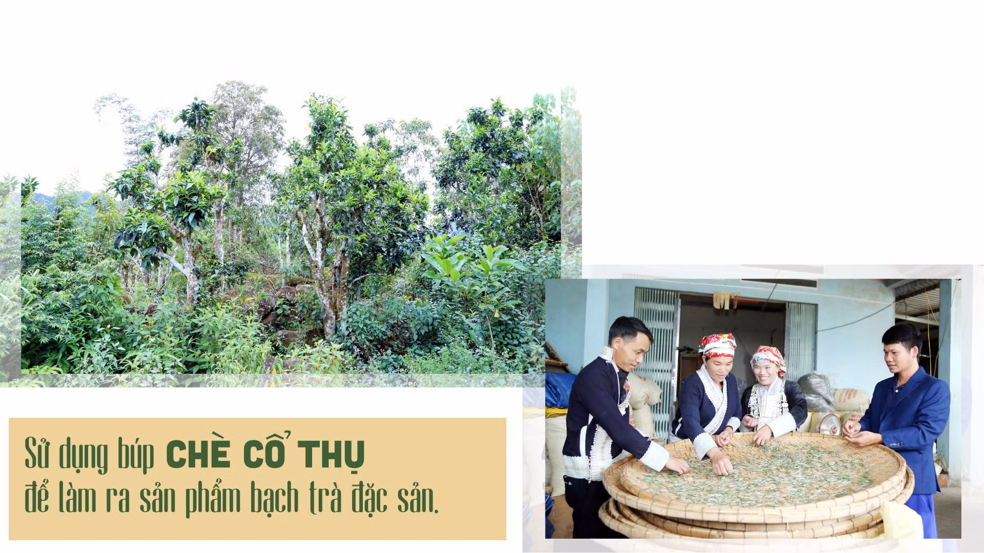 mo-cua-kho-vang-xanh-2-4820.jpg