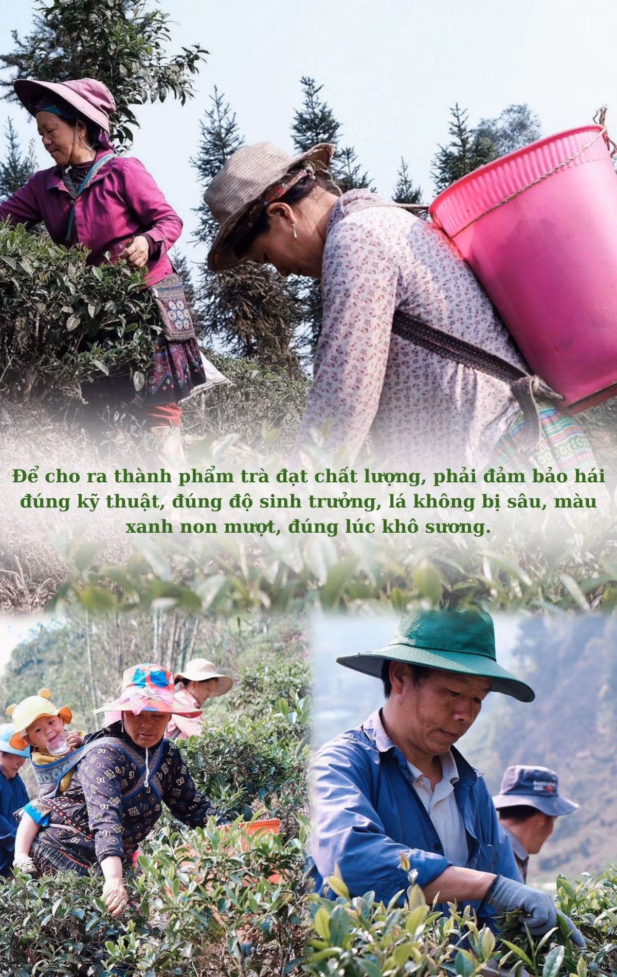 Với ý tưởng làm ra loại chè có chất lượng cao, năm 2011, Công ty TNHH MTV chè Mường Hoa quyết định chọn xã Cao Sơn, huyện Mường Khương để liên kết với các hộ nông dân trồng và phát triển cây chè Ô Long. (2).jpg