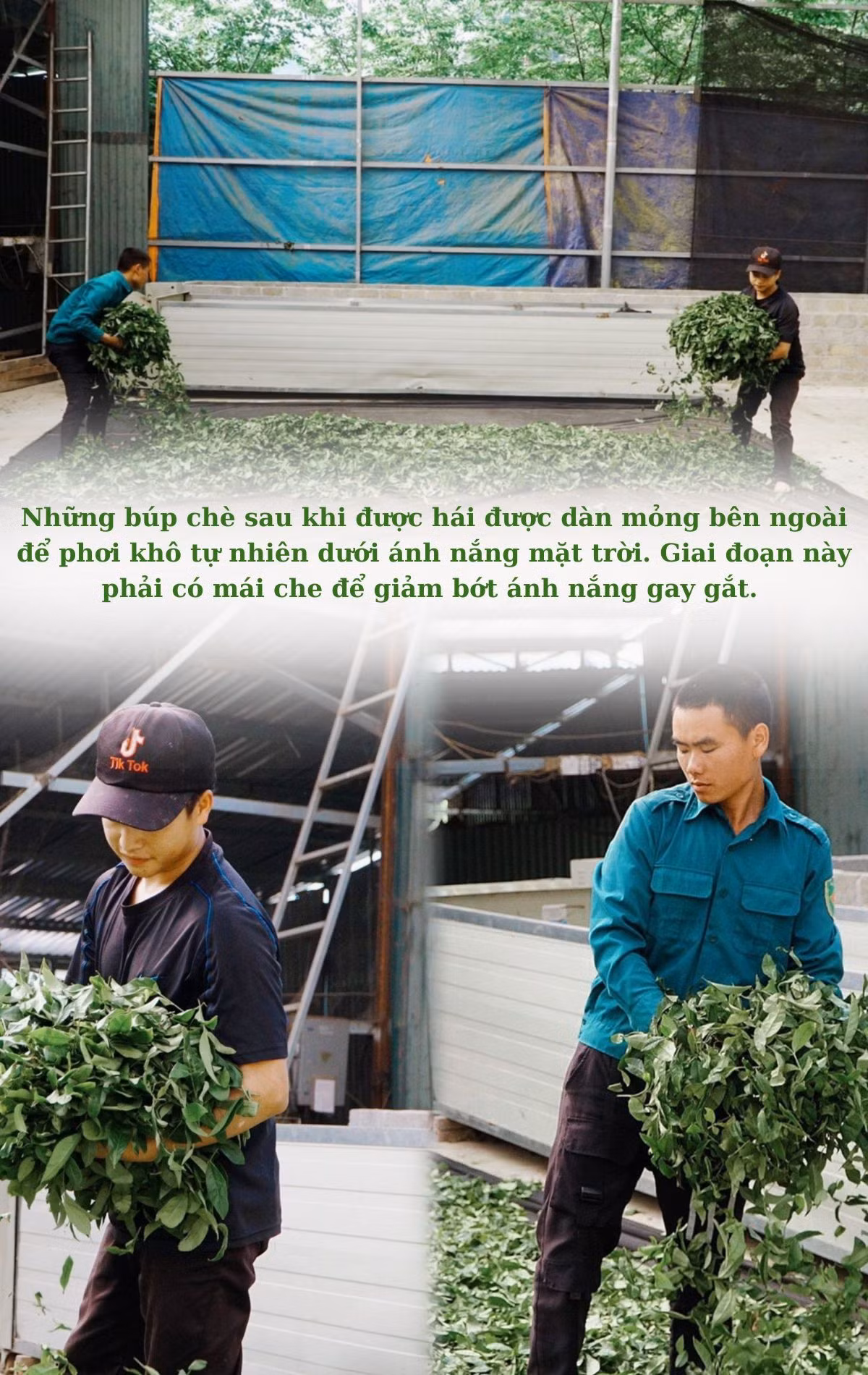 Với ý tưởng làm ra loại chè có chất lượng cao, năm 2011, Công ty TNHH MTV chè Mường Hoa quyết định chọn xã Cao Sơn, huyện Mường Khương để liên kết với các hộ nông dân trồng và phát triển cây chè Ô Long. (1).jpg