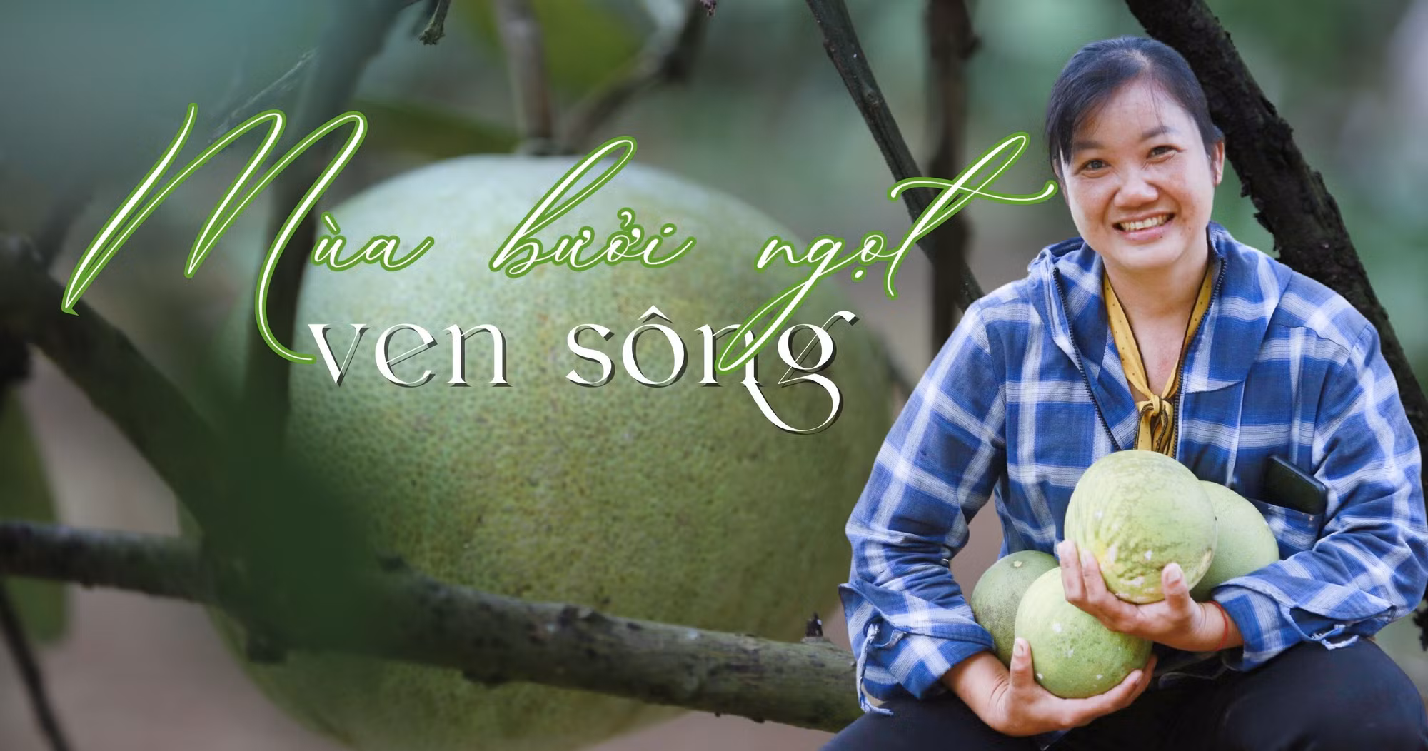 Mùa bưởi ngọt bên sông (1900 x 1000 px) (2).jpg