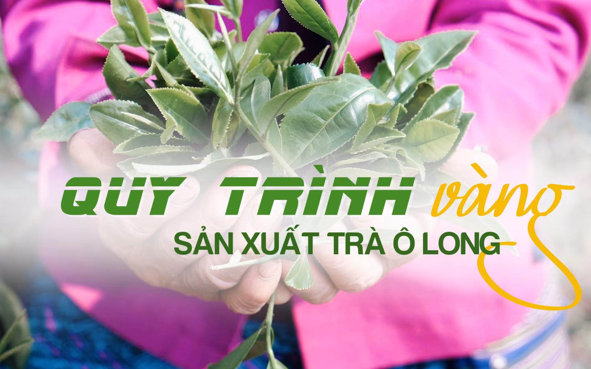 Quy trình "vàng" sản xuất trà ô long