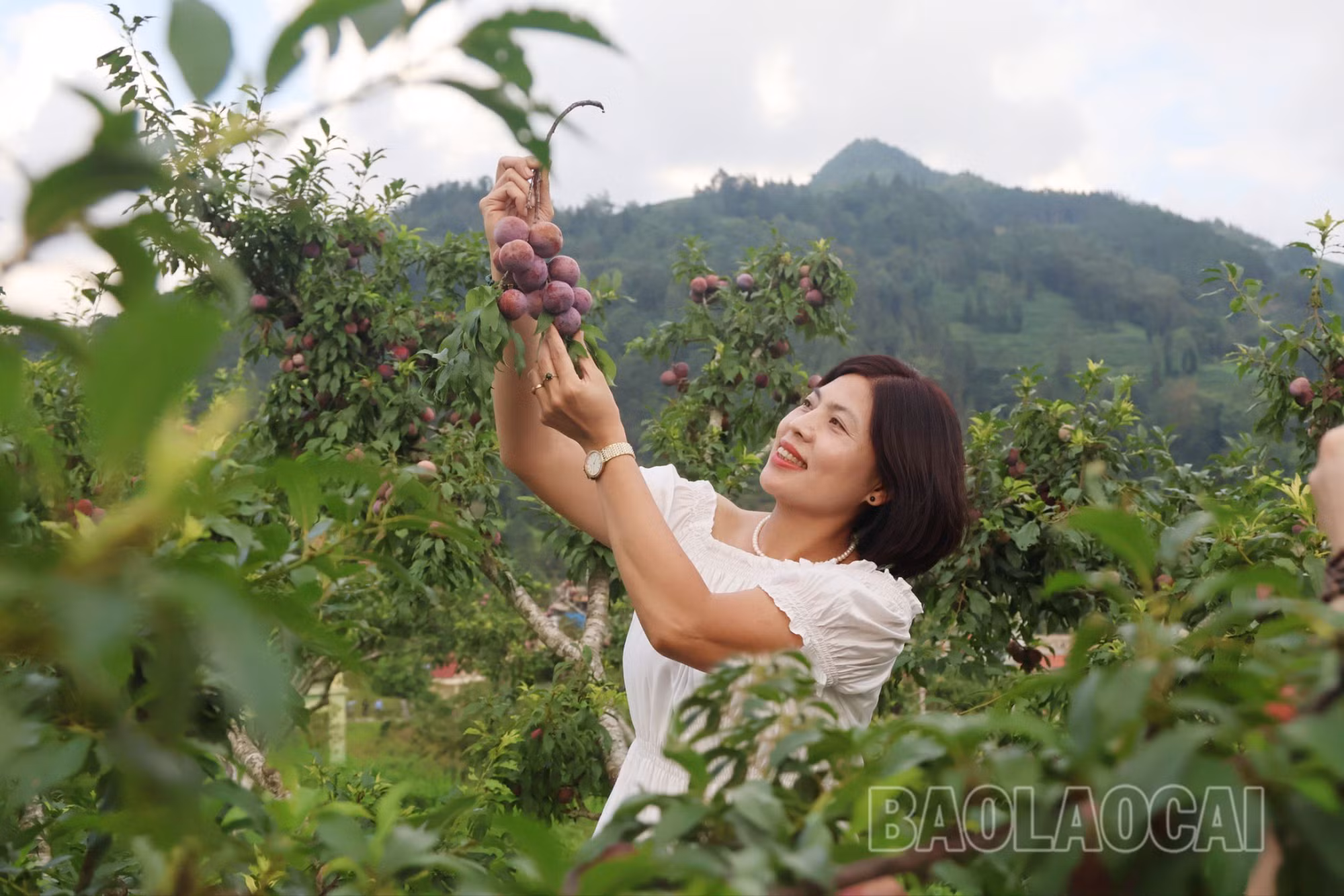 Bắc Hà: Hái mận tại vườn hút khách mùa lễ hội