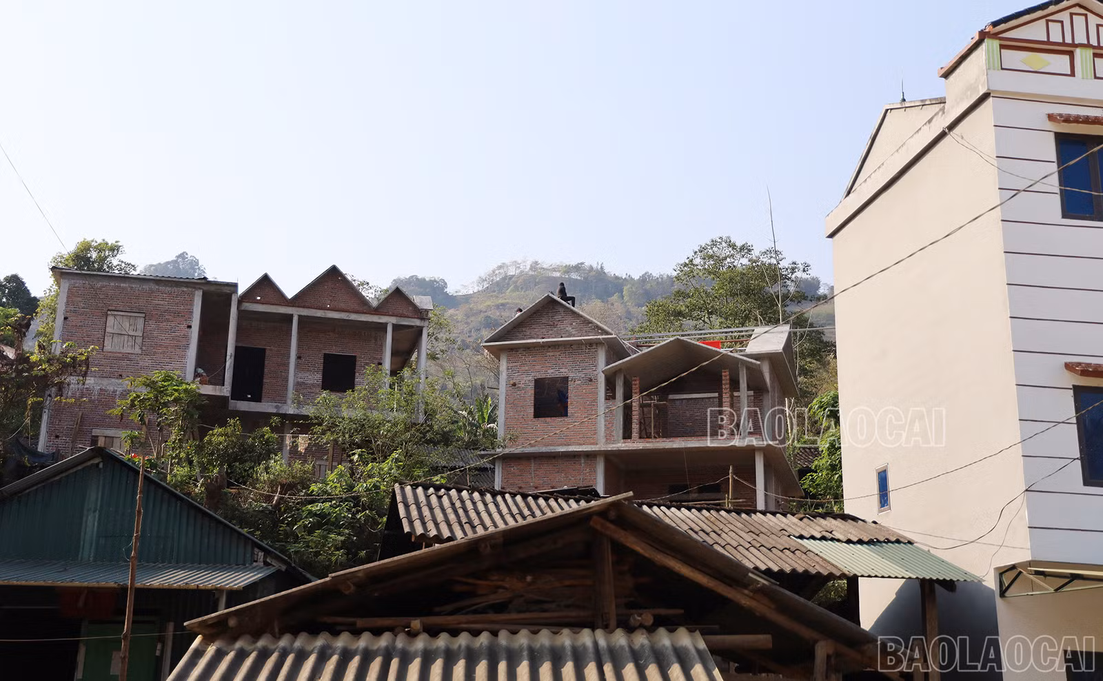 baolaocai_4.JPG
