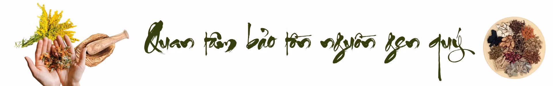 de-lao-cai-tro-thanh-trung-tam-duoc-lieu-quoc-gia2.png