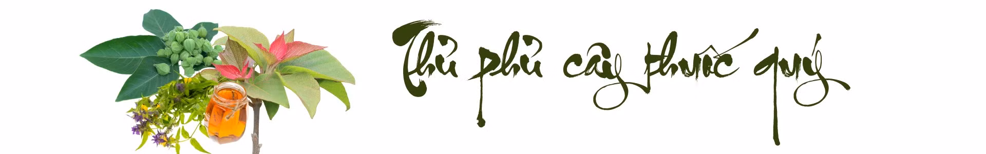 de-lao-cai-tro-thanh-trung-tam-duoc-lieu-quoc-gia.png