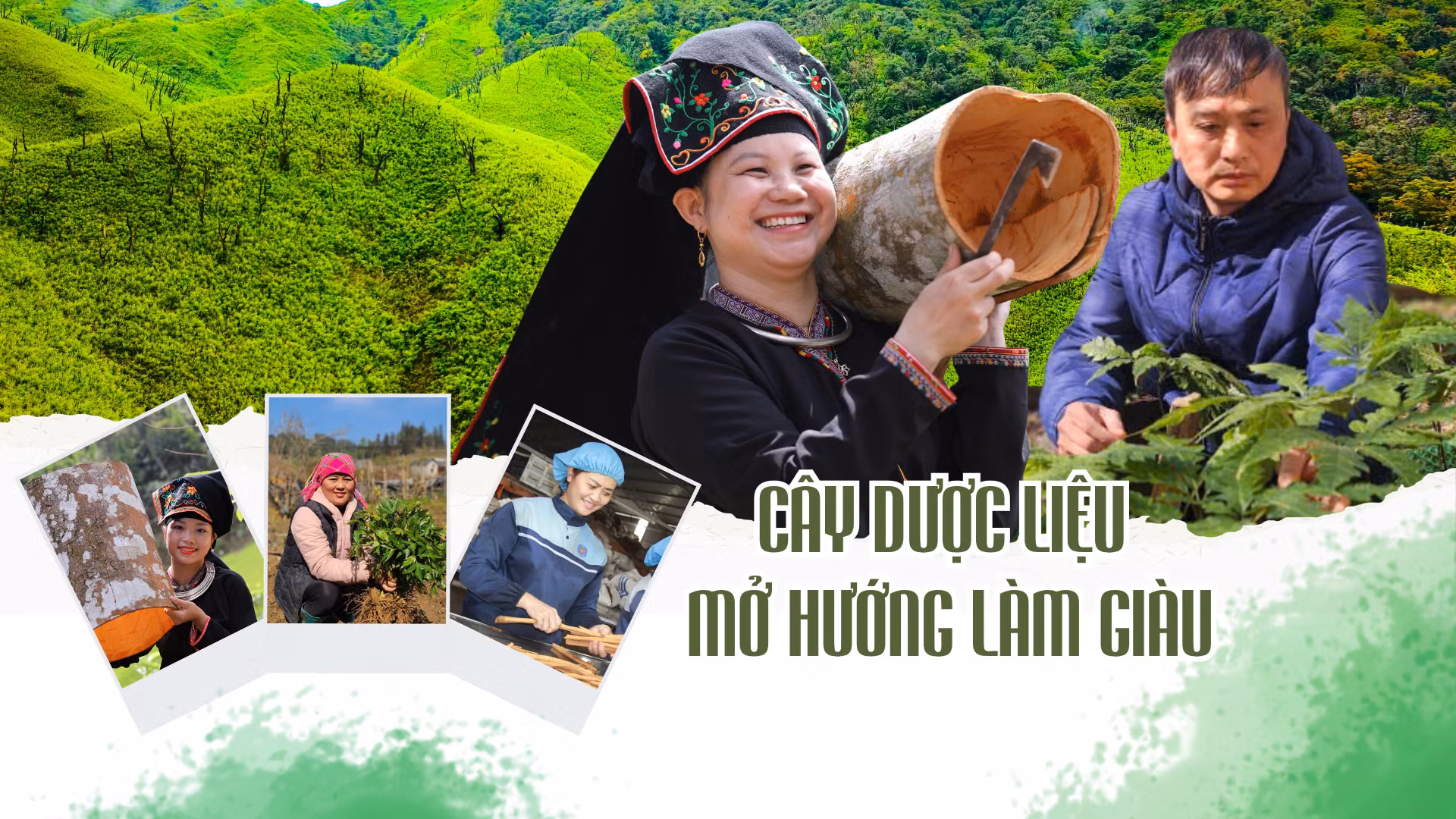 Cây dược liệu mở hướng làm giàu