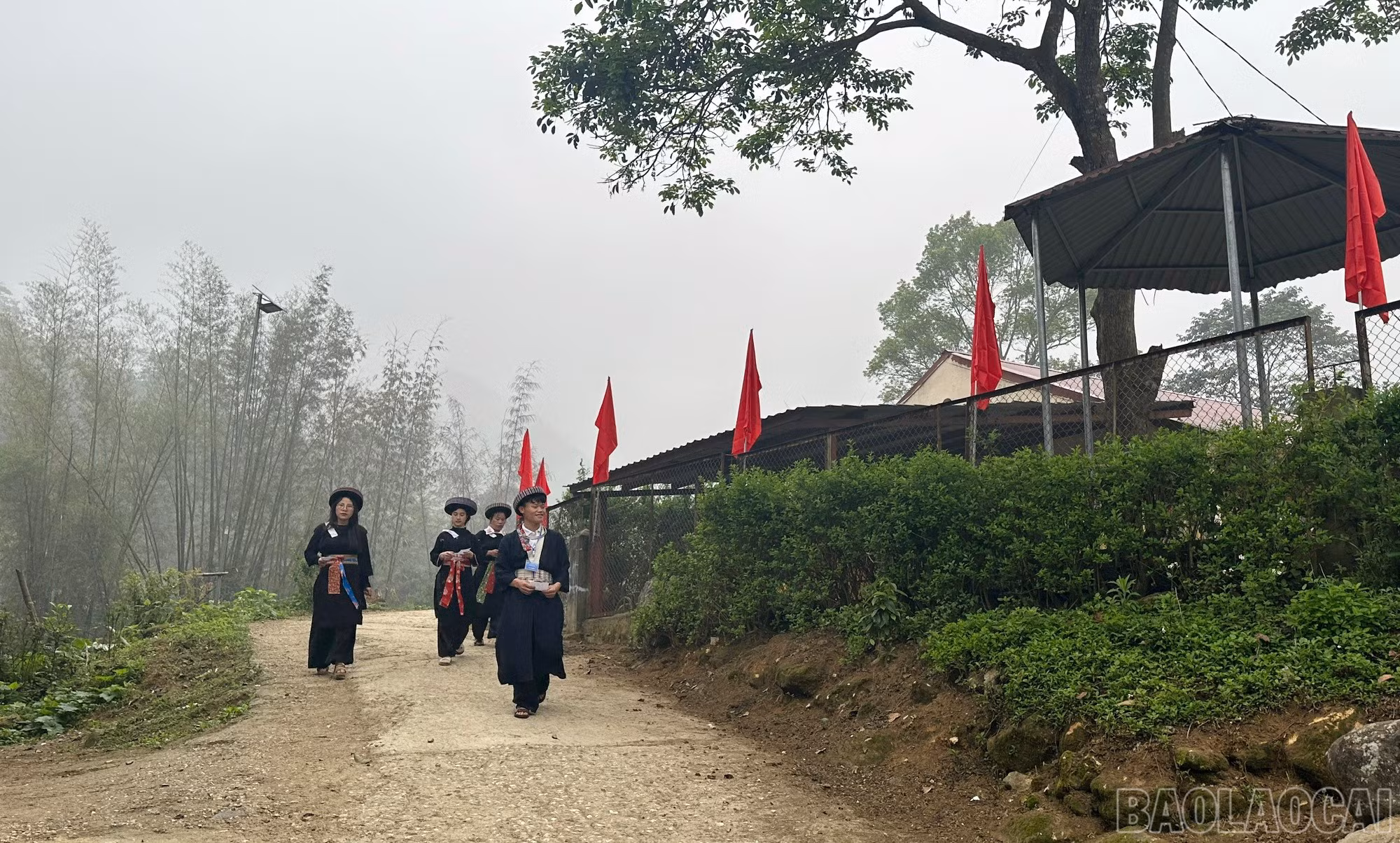 baolaocai-br_tt1.jpg