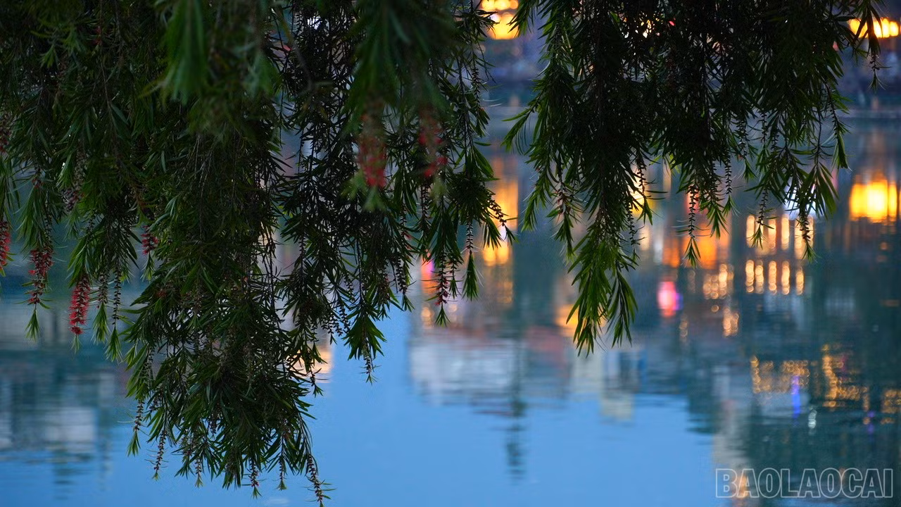baolaocai-br_c8043t01.jpg