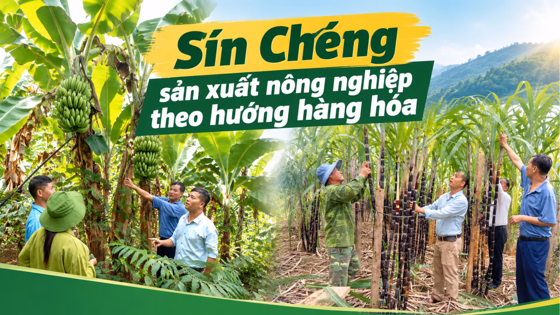 Sín Chéng sản xuất nông nghiệp theo hướng hàng hóa