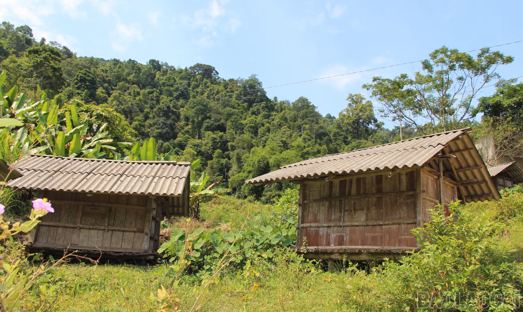 baolaocai-br_a7.jpg