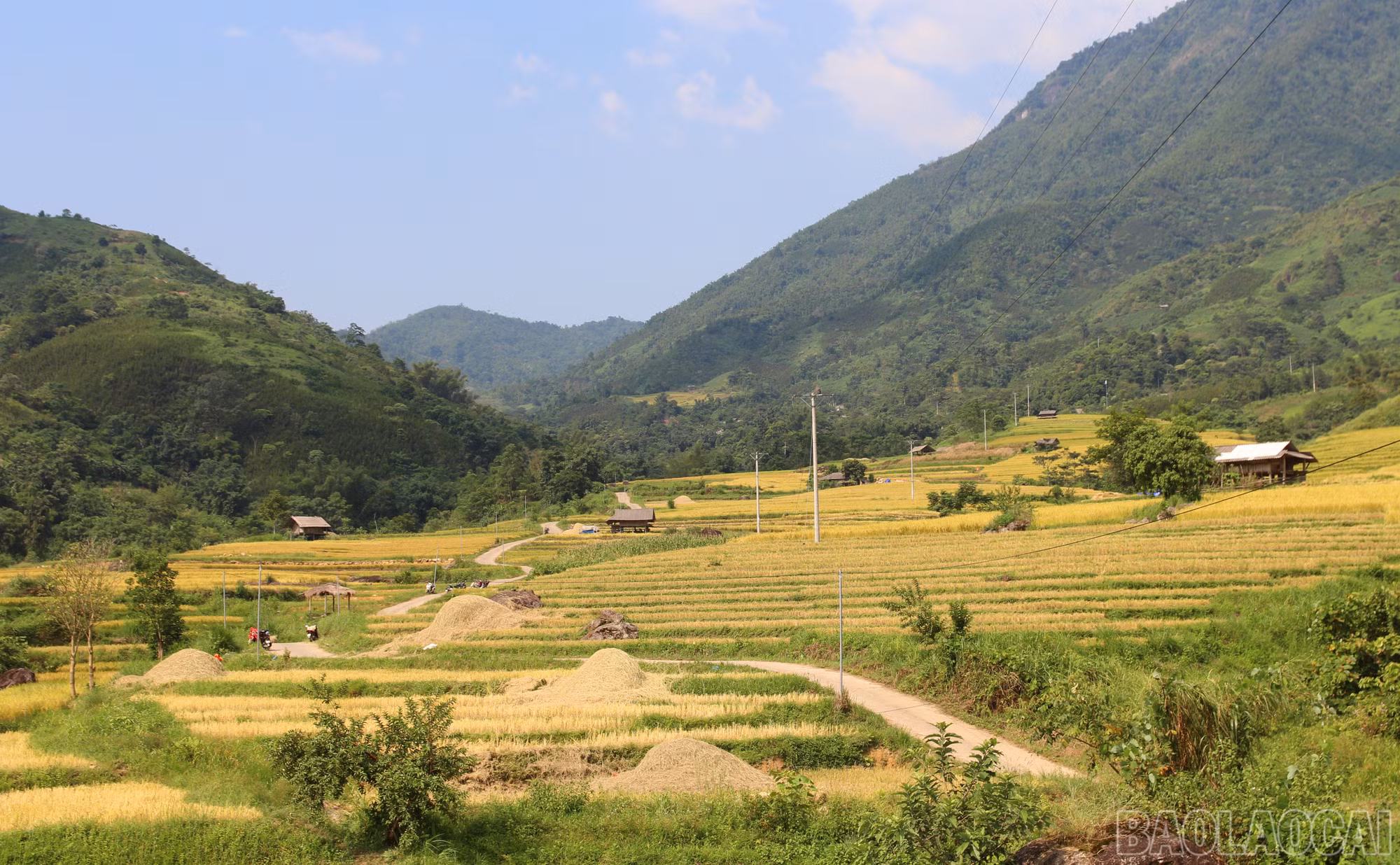 baolaocai-br_a1.jpg