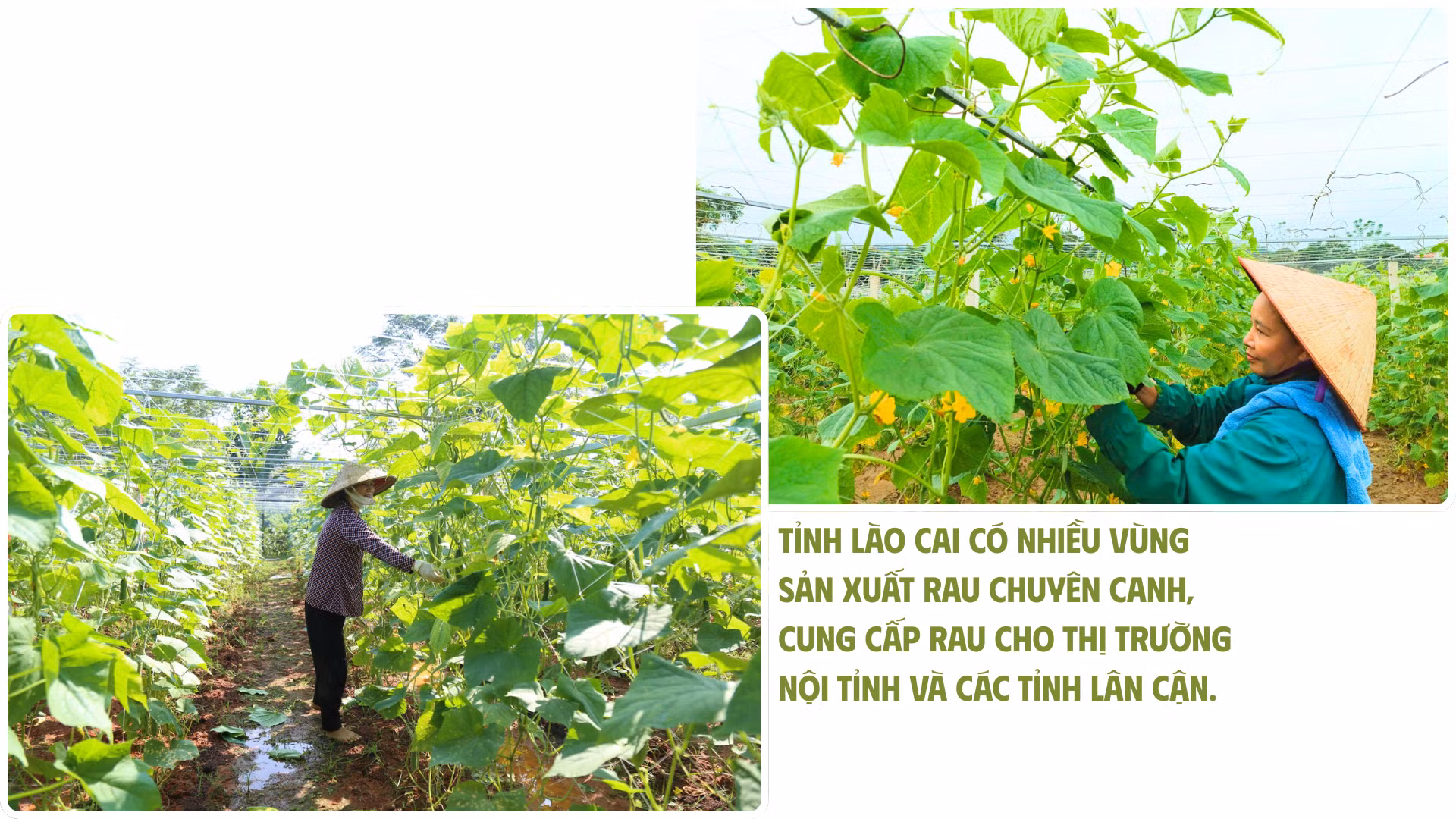 co-hoi-vang-de-phat-trien-kinh-te-nong-nghiep-4.png