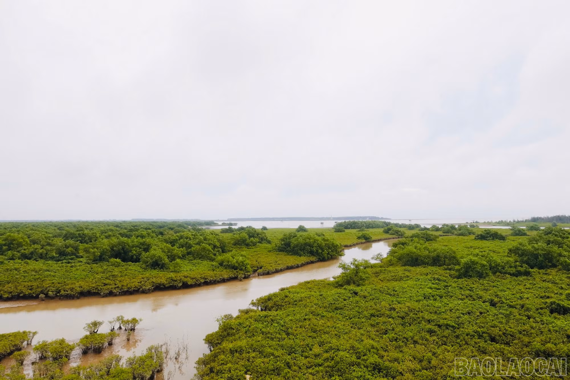 baolaocai-br_img-4496.jpg
