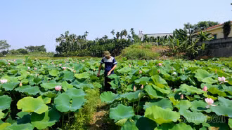 Tiềm năng trồng sen đa giá trị ở vùng đất trũng của Trấn Yên