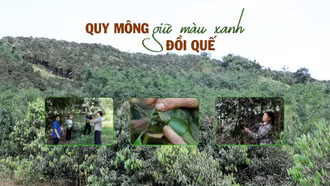Quy Mông giữ màu xanh đồi quế