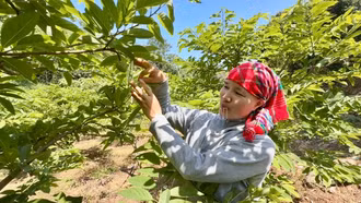 Khát vọng làm giàu từ cây na của người phụ nữ Tày thôn Báu