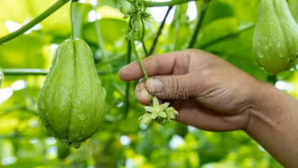 [Ảnh] Mùa su su ở Sa Pa
