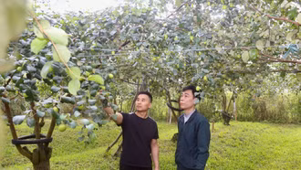 Những “đầu tàu” kéo phong trào làm giàu ở Bát Xát