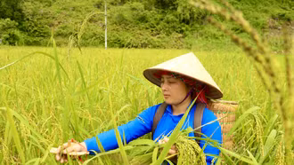 Ngát thơm hương cốm Bắc Hà