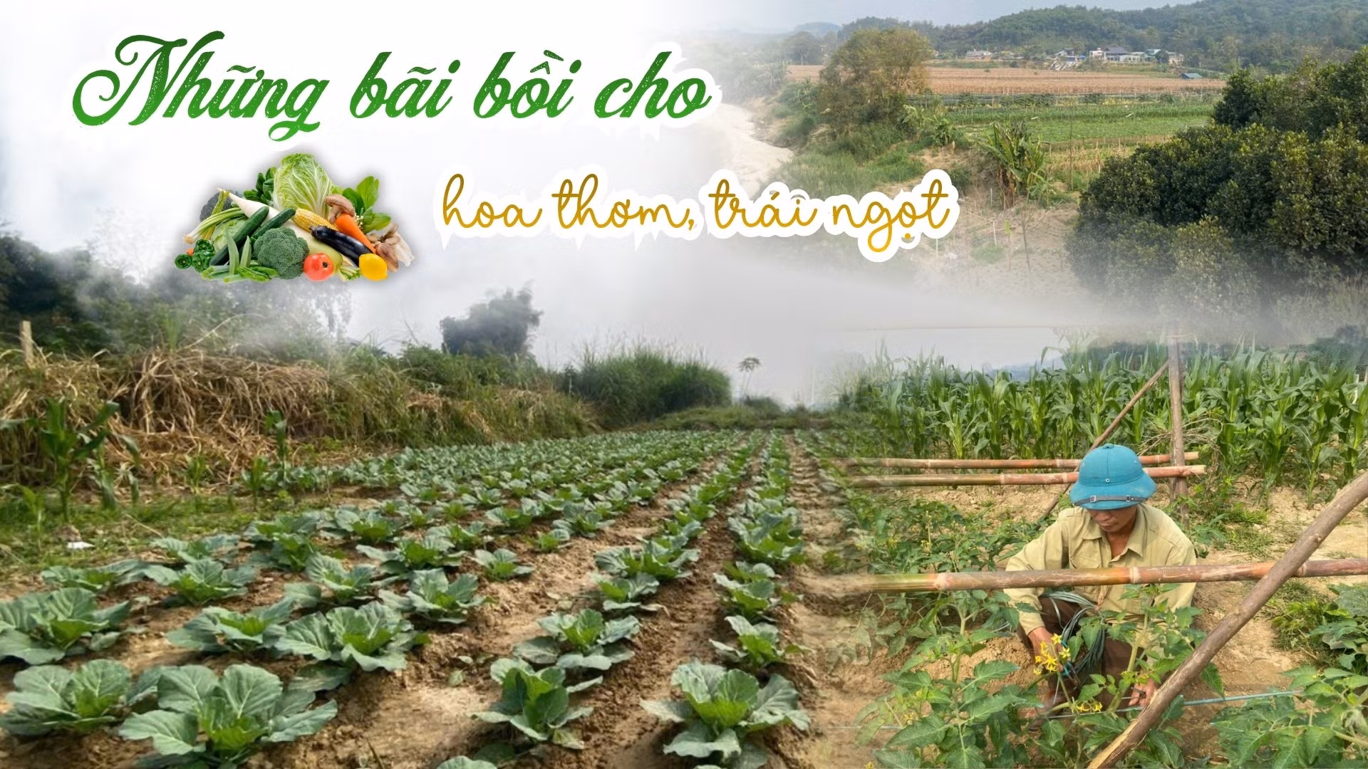 Những bãi bồi cho hoa thơm, trái ngọt
