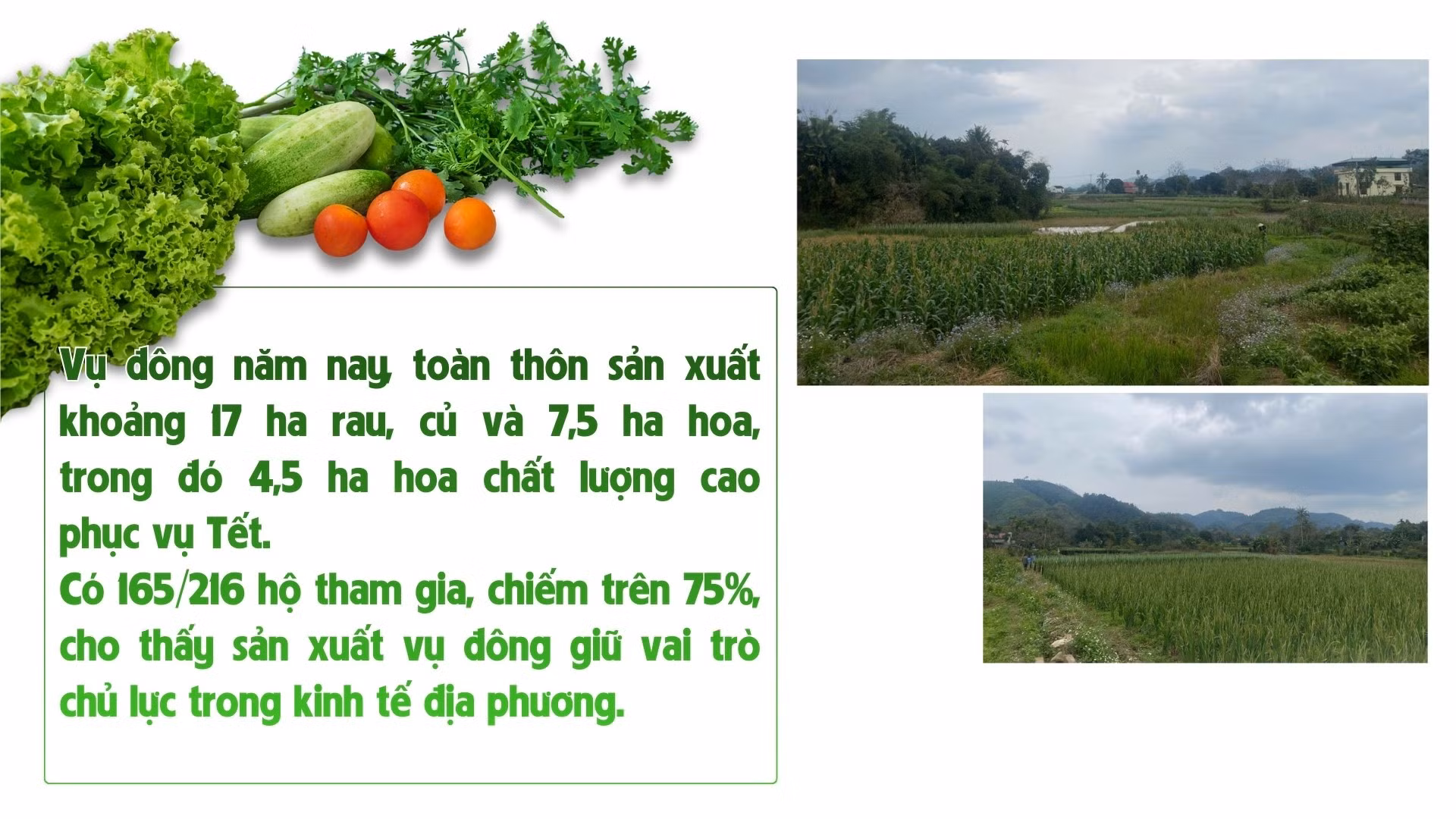 nhung-bai-boi-cho-25.jpg