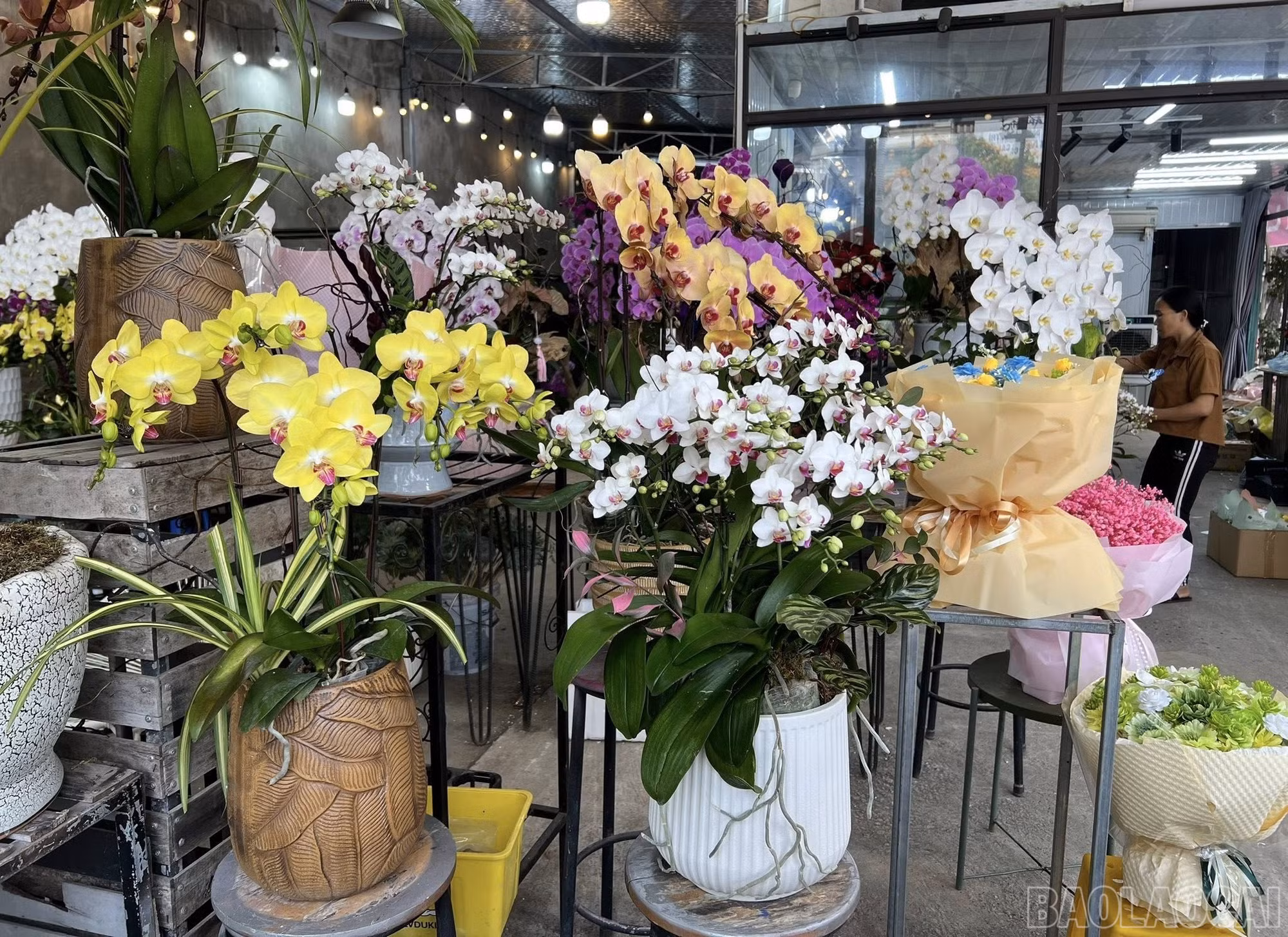baolaocai-br_644625220-26120485287594633-6094144797213927219-n-1295.jpg