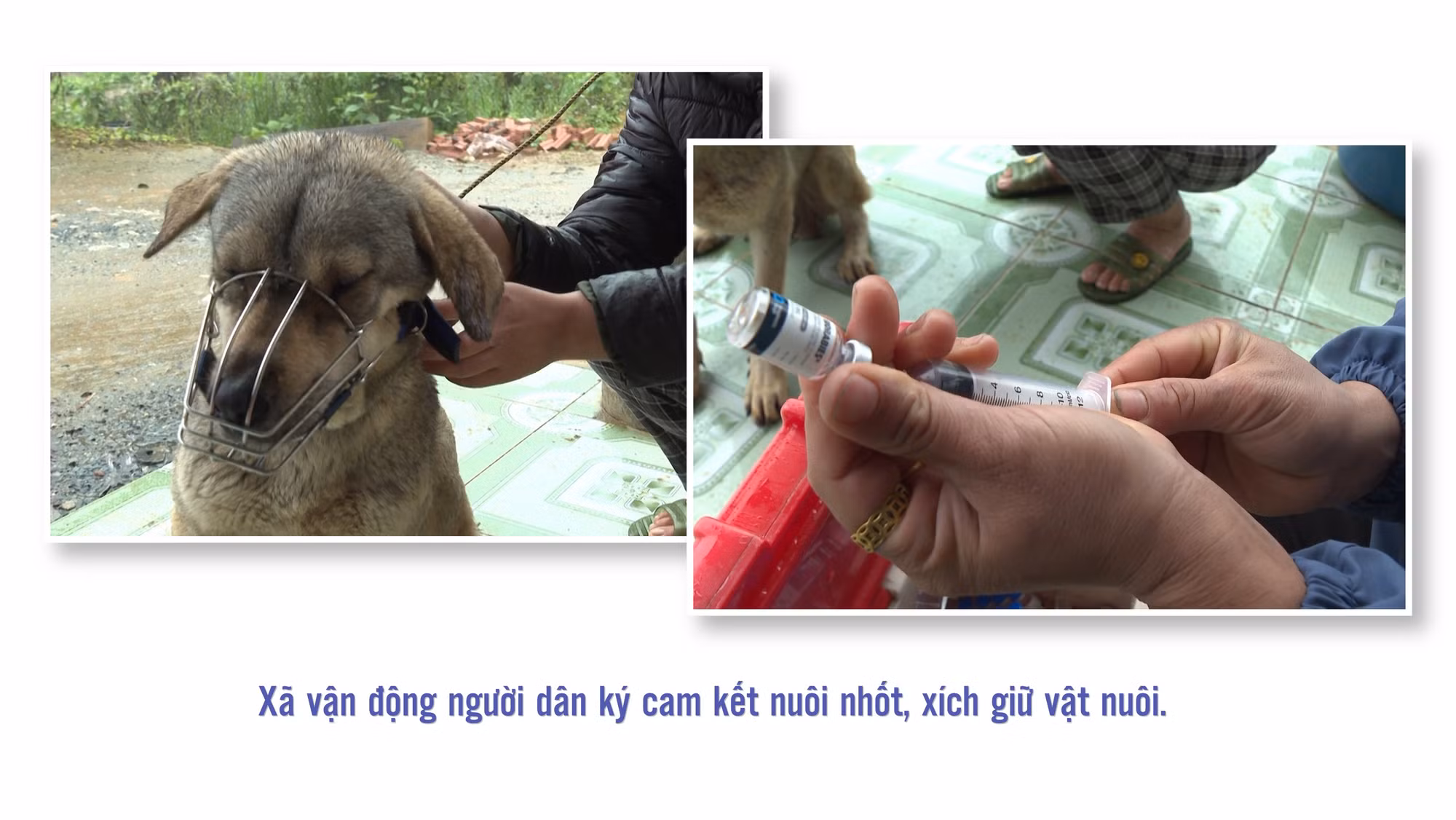 xa-cung-van-dong-nguoi-dan-ky-cam-ket-nuoi-nhot-xich-giu-vat-nuoi-han-che-cho-tha-rong-khong-deo-ro-mom-va-vat-nuoi-chua-duoc-tiem-phong.jpg