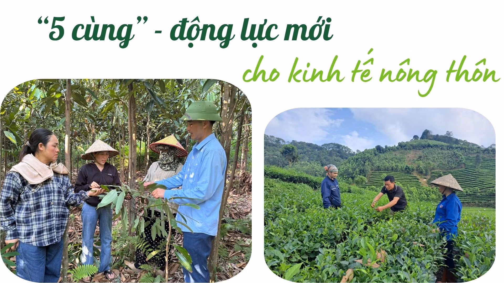"5 cùng" - động lực mới cho kinh tế nông thôn
