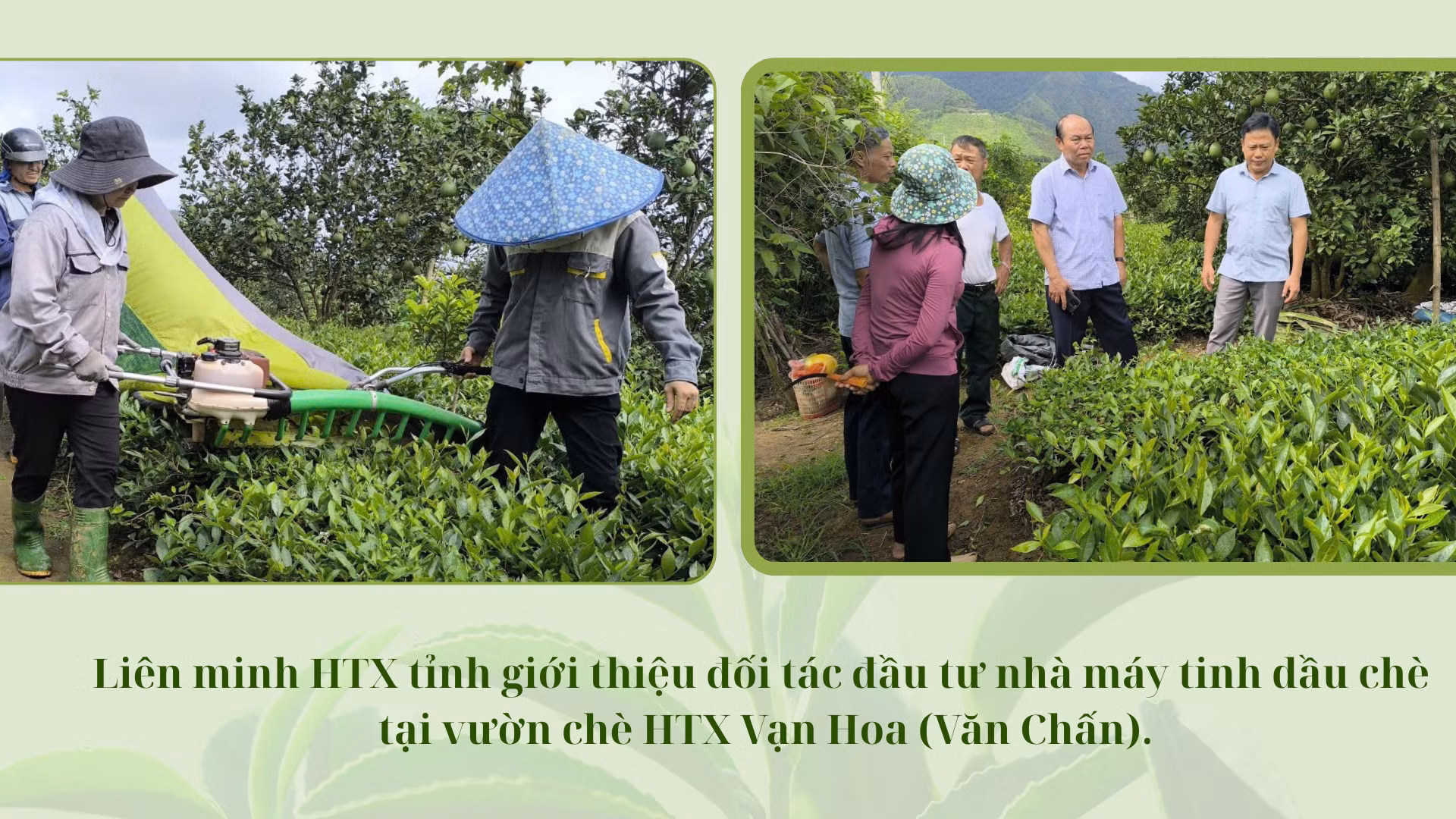 khao-sat-htx-che-van-hoa-2.png